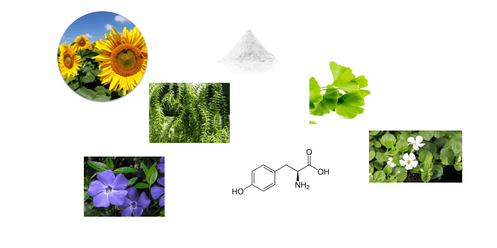 ProMind ingredients