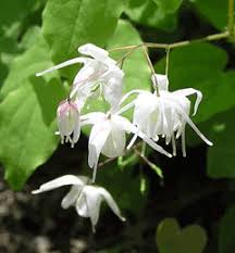 Epimedium Sagittatum