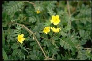 tribulus