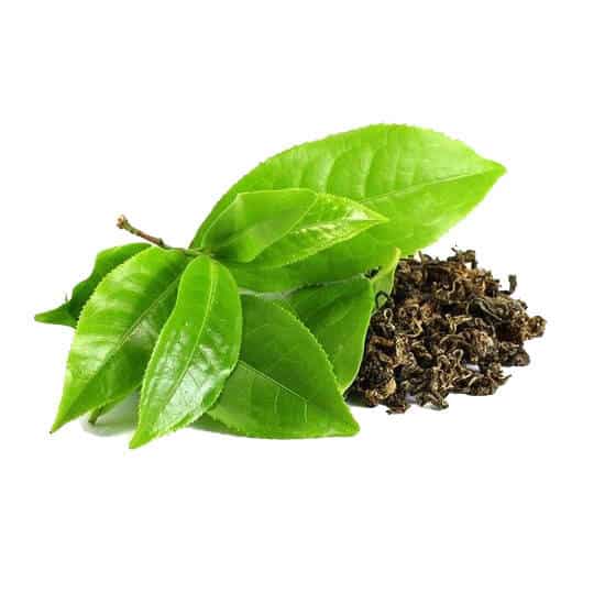 Green Leaf Tea Extract-ingredients