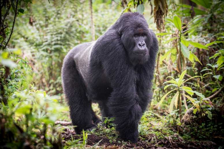 375k US Deaths, Zoo Gorillas Test Positive 