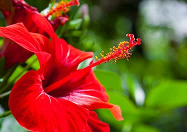  Hibiscus