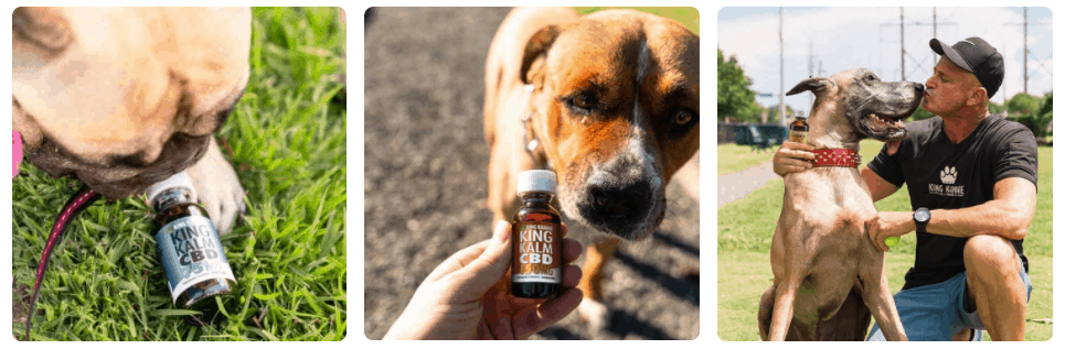 King Kanine Pet CBD Oil 