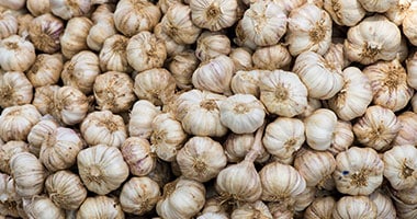 Garlic Extract