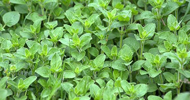 Oregano