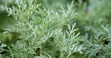 Wormwood Herb Powder