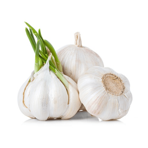  Garlic Bulb Extract