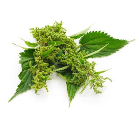  Nettle Extract