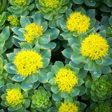 Rhodiola