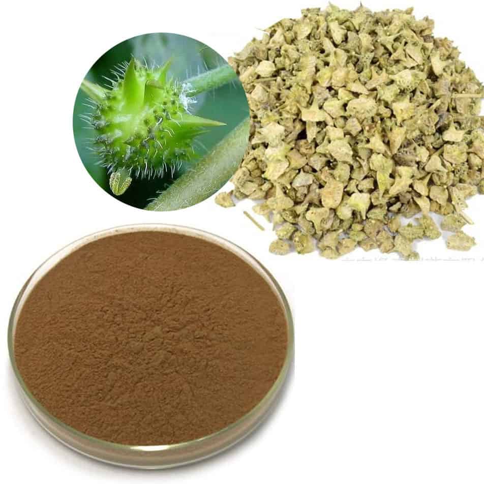 Tribulus Terrestris Fruit Extract