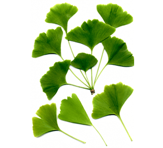 Ginkgo Biloba