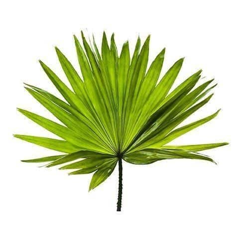 Fruit Extract of Saw Palmetto