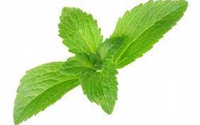 Stevia Rebaudiana Leaf