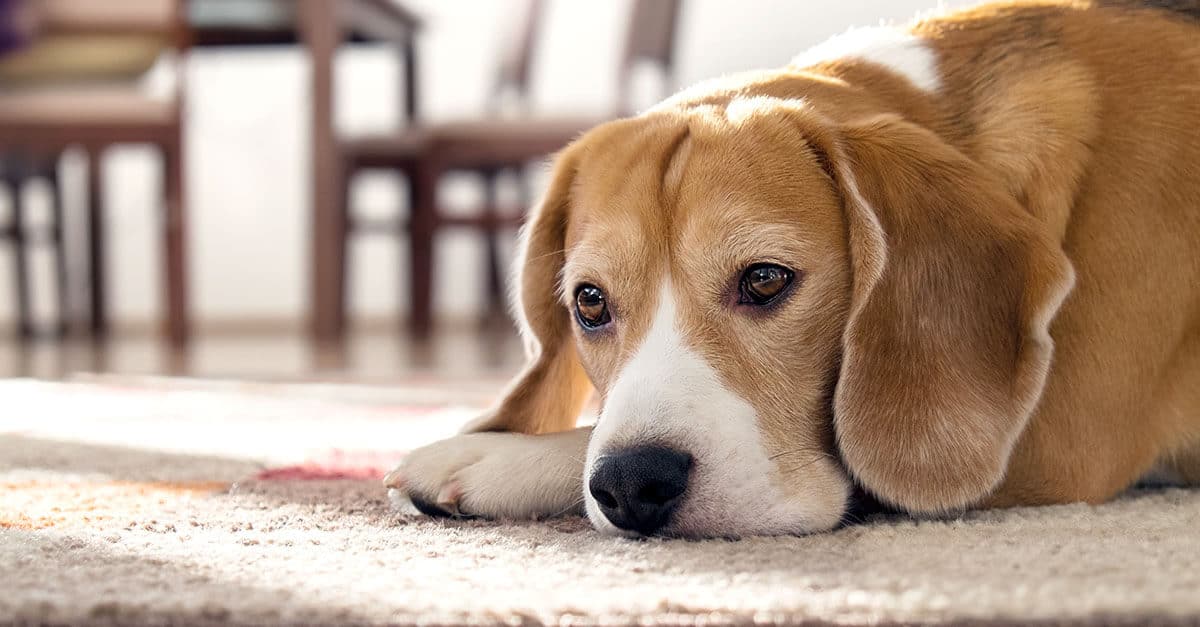 The FDA Has Approved The First Canine Lymphoma Treatment