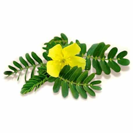 Alpha Edge Male Enhancement Ingredient-Tribulus Terrestris 