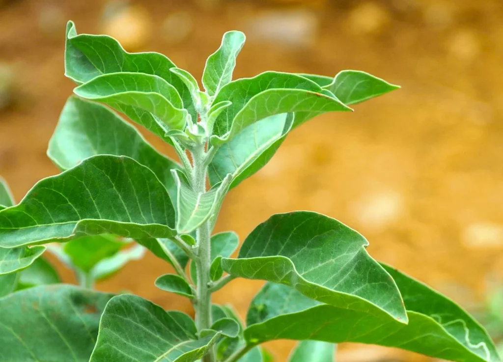  Clear Sound 911 Formula Ashwagandha Ingredient