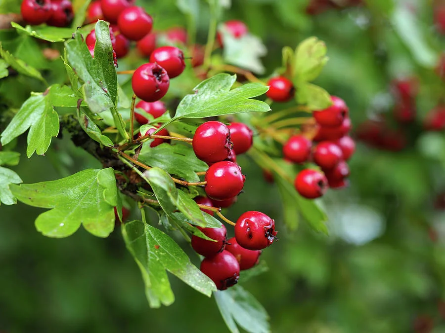 Clear Sound 911 Formula Hawthorn Ingredient