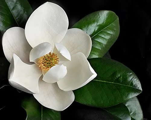  Clear Sound 911 Formula Magnolia Ingredient
