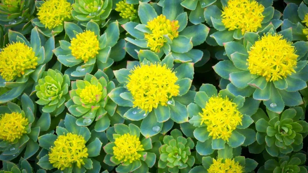 Rhodiola Ingredient