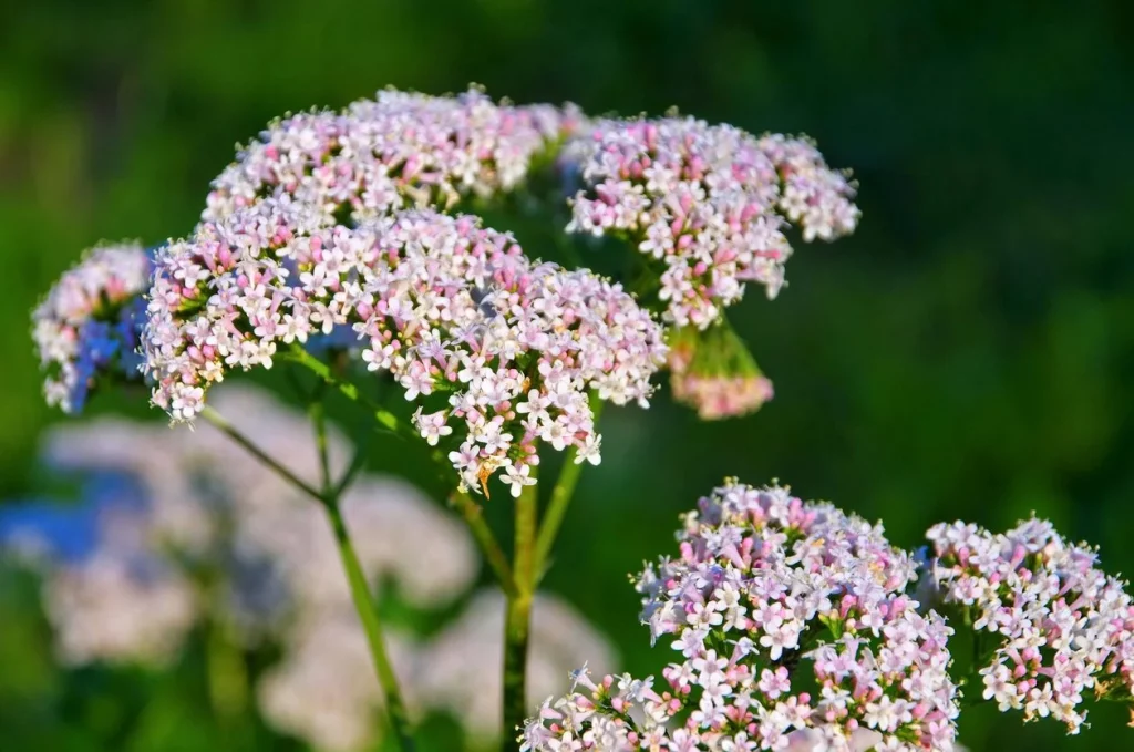 Clear Sound 911 Formula Valerian Ingredient