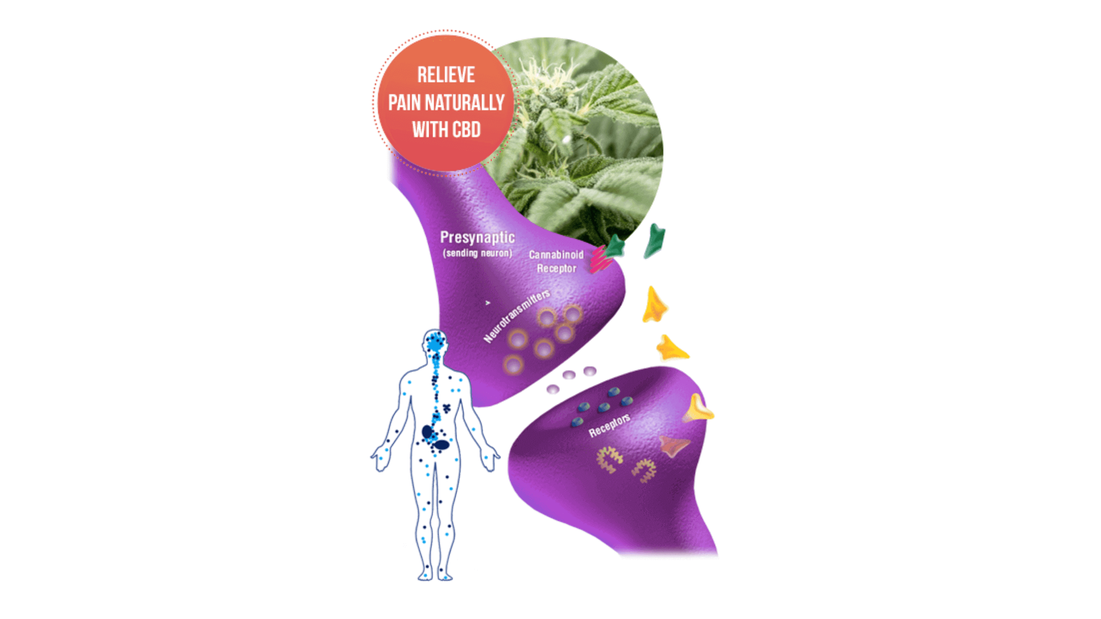 Nature's Boost CBD Gummies Working