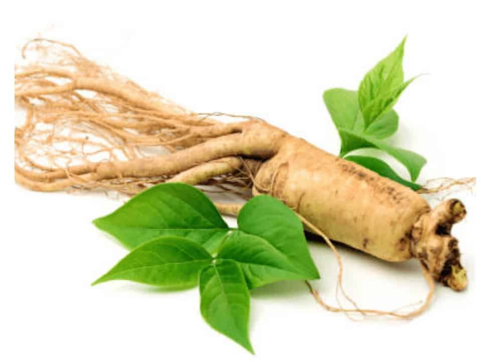 Lanta Flat Belly Shake Ingredient Panax Ginseng