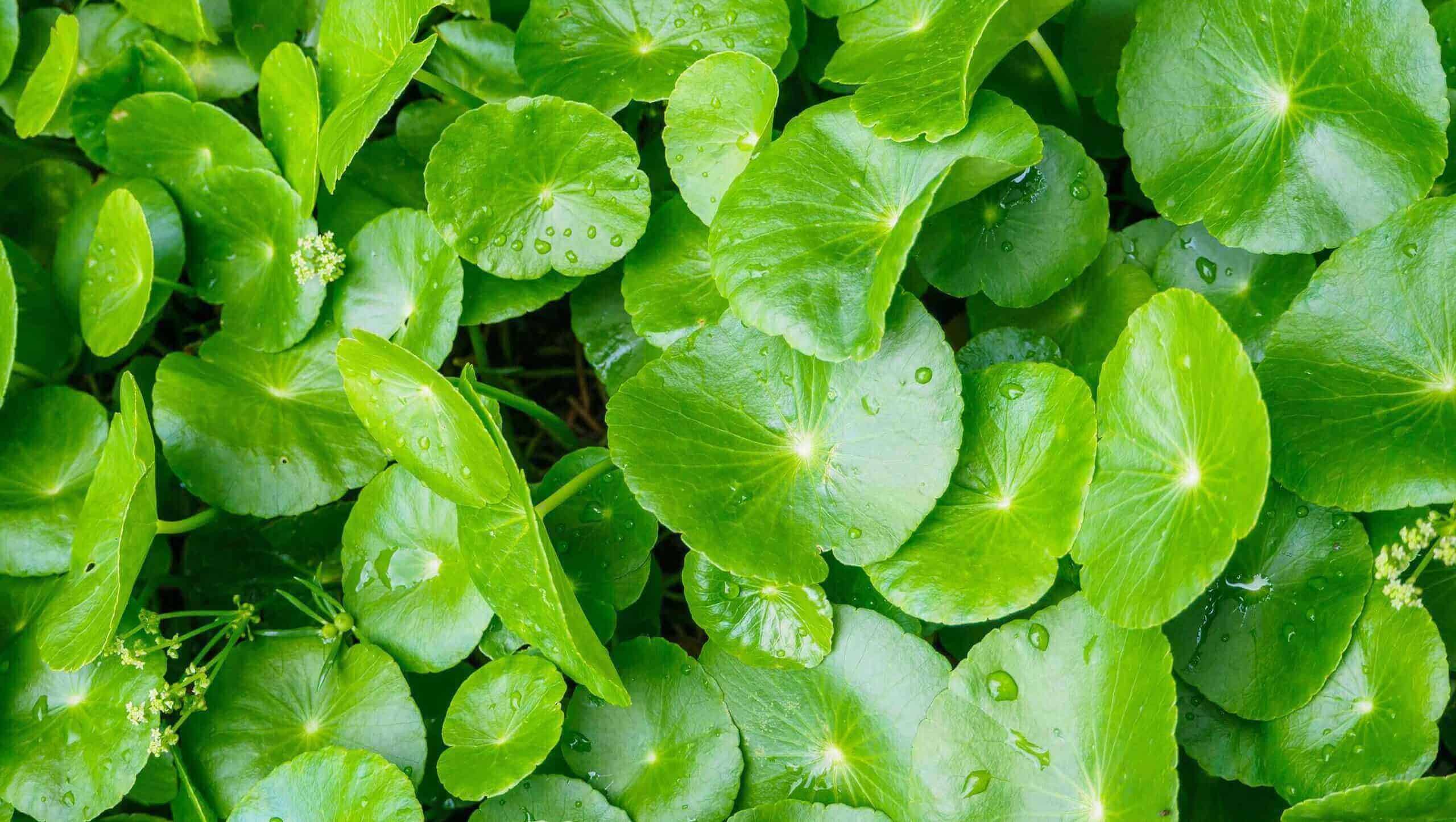 Mitoboost ingredient 4 Gotu Kola