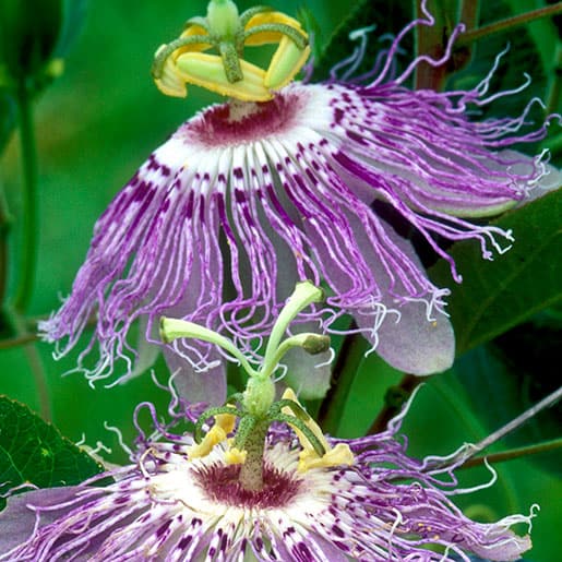 Nerve Renew Ingredient 6-Passion Flower