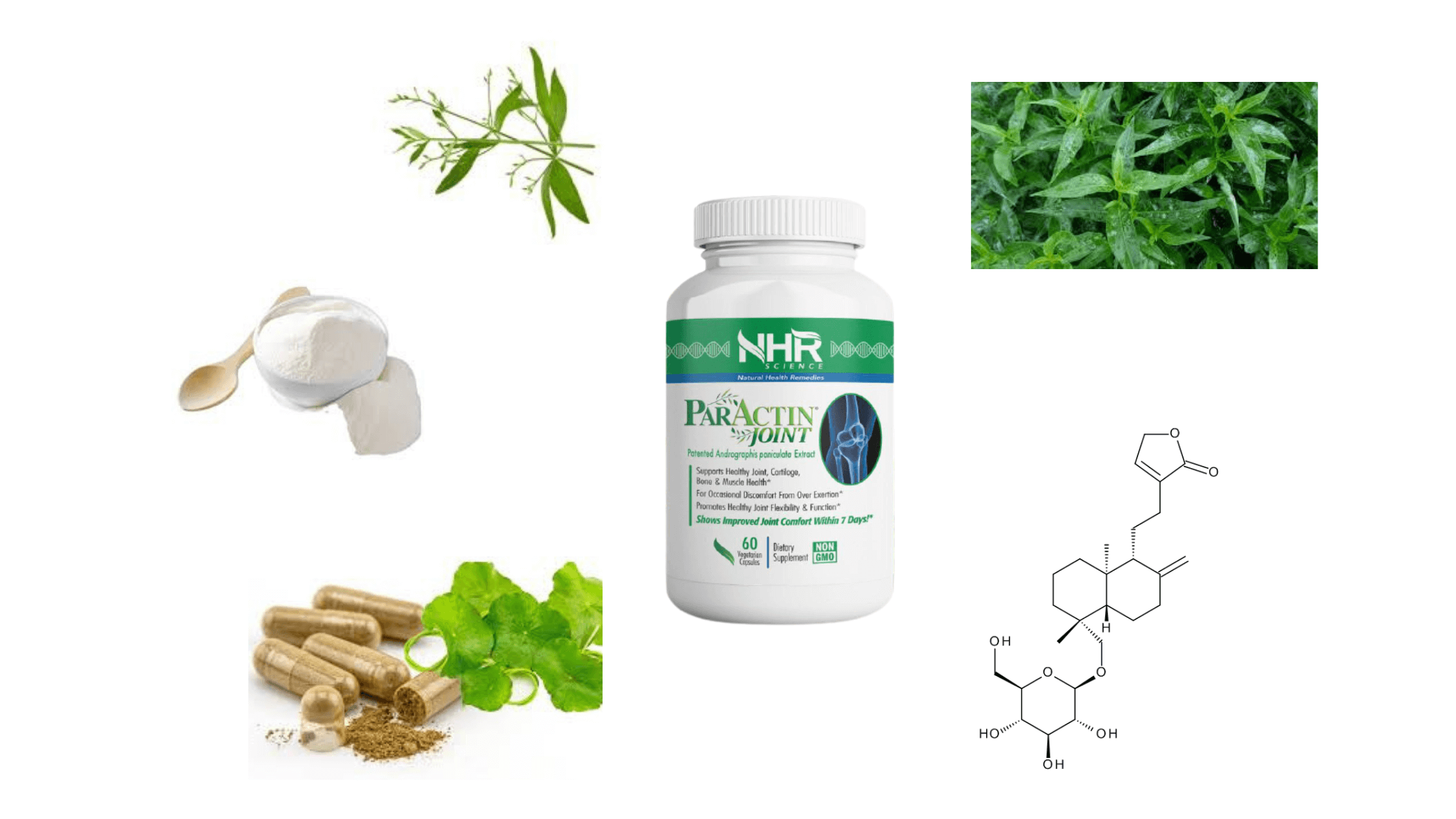 ParActin Joint Ingredients 