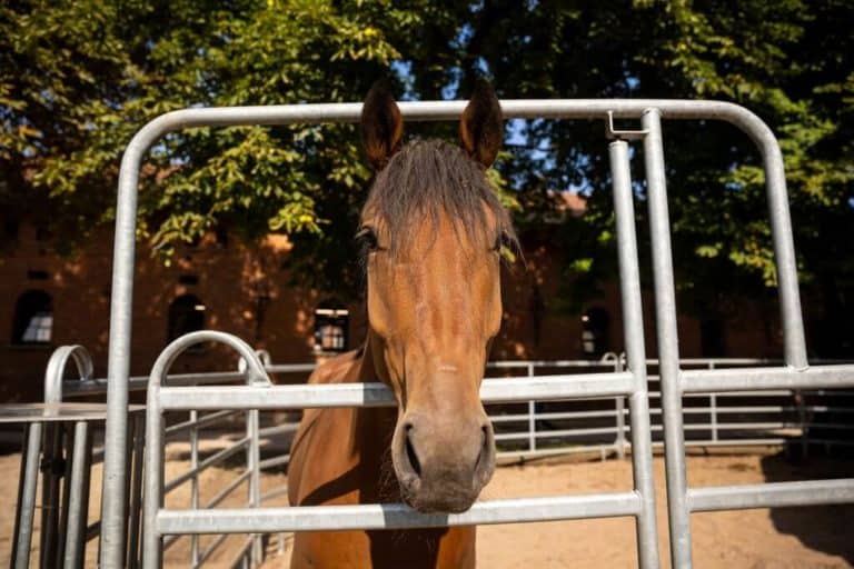 Study Shows That Horse Riding Carries Big Risks