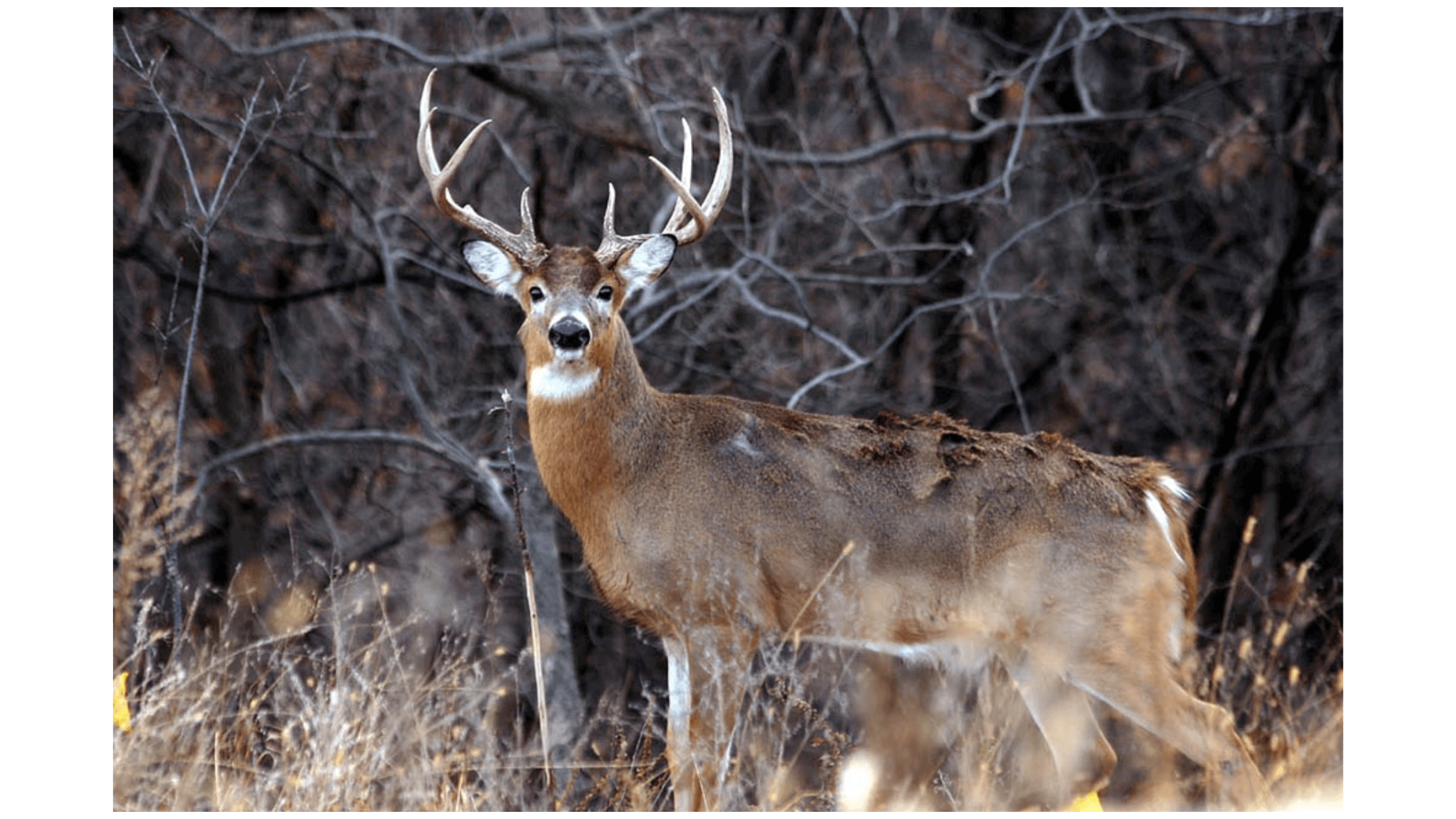 Animals Succumb To Coronavirus