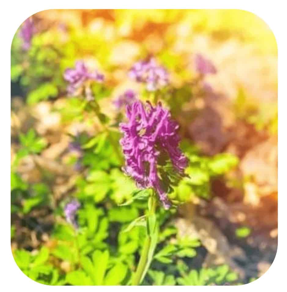 NeuroPure Ingredient Corydalis 