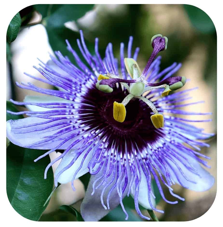 NeuroPure Ingredient Passionflower