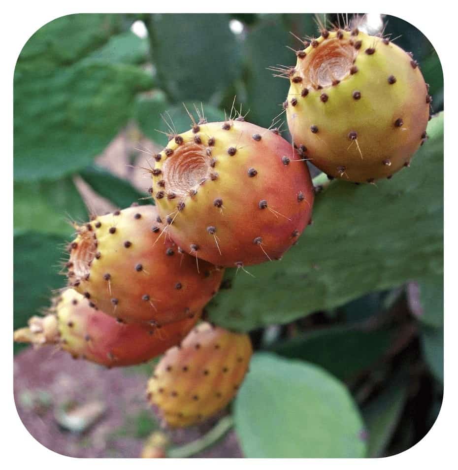 NeuroPure Ingredient Prickly Pear