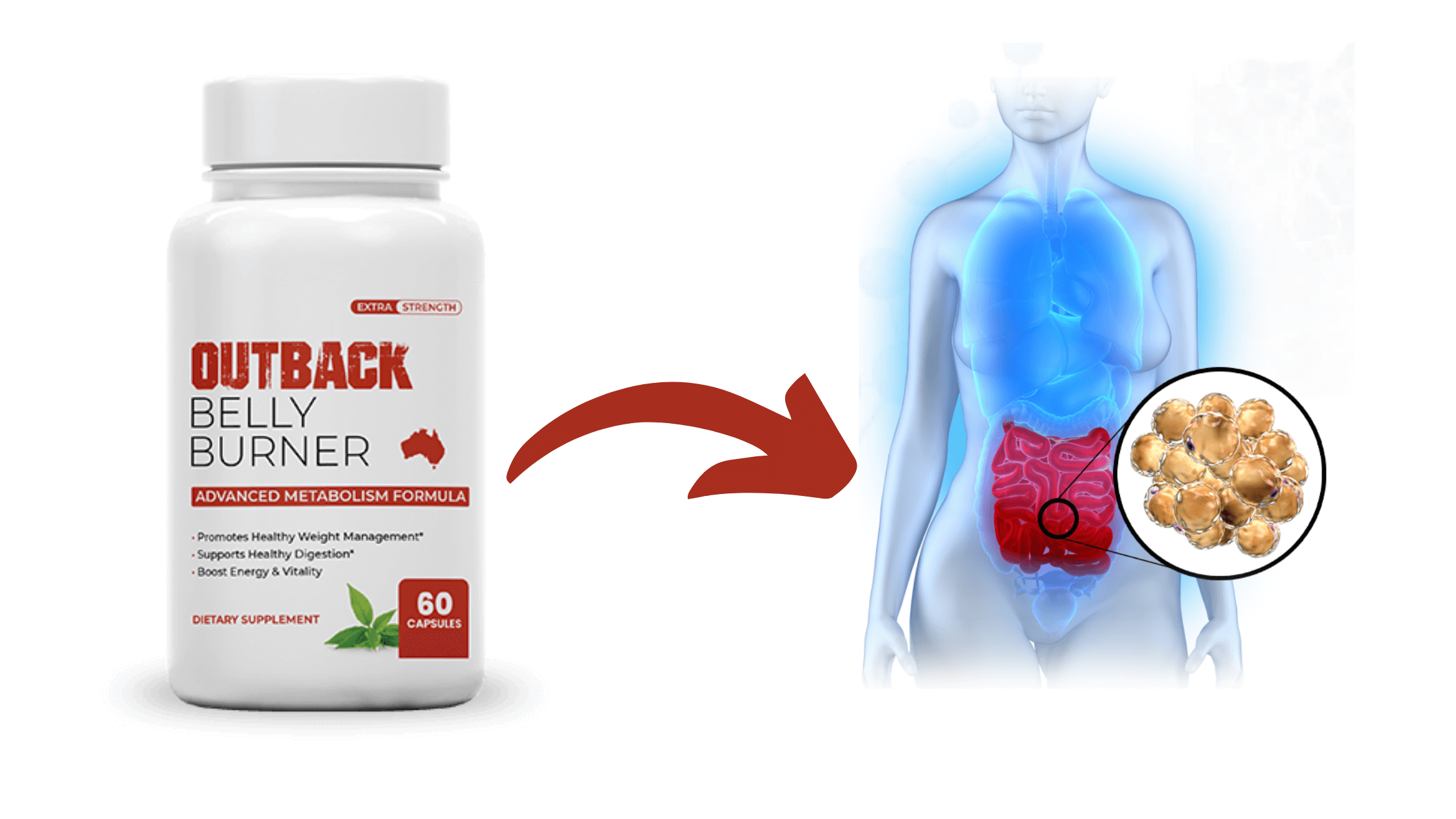 The science behind the Outback Belly Burner formula