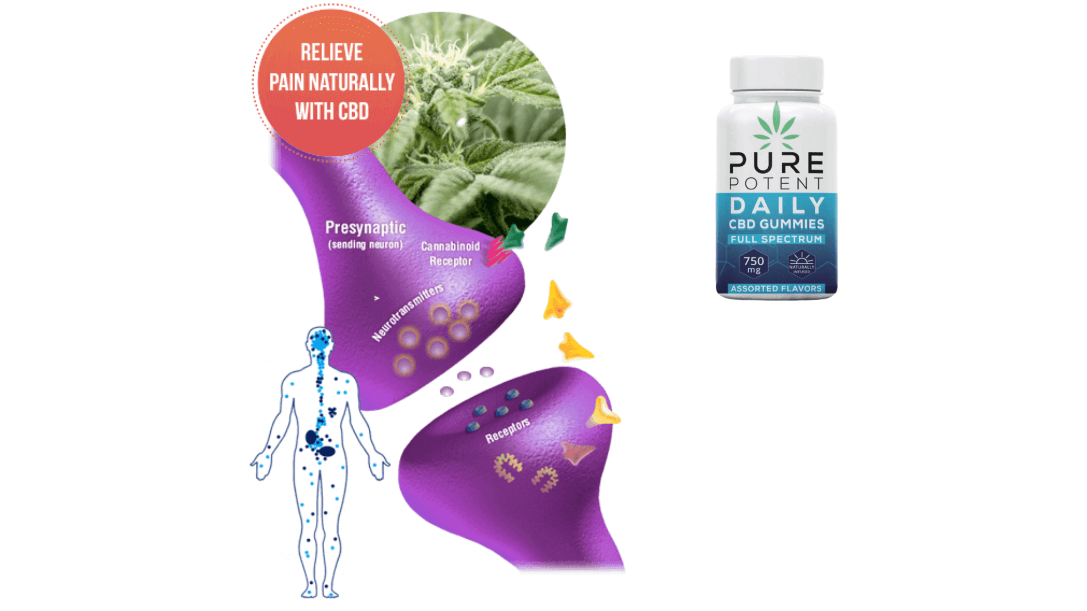 Pure Potent CBD gummies working