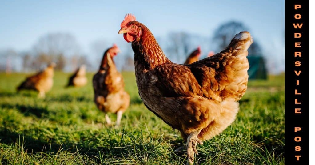 Disease Resistant Pathways Found In Chicken - Latest News!