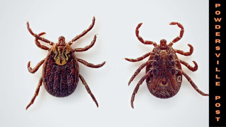 High Level Of Deer Tick Virus Has Been Detected In Clearfield Park