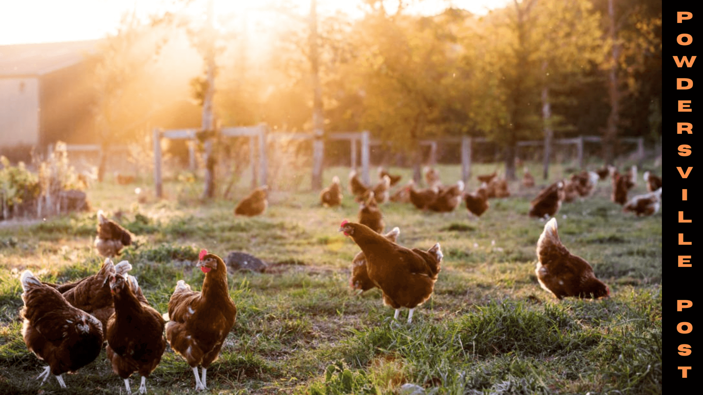 Alarms Of Increasing Bird Flu Cases Around The USA