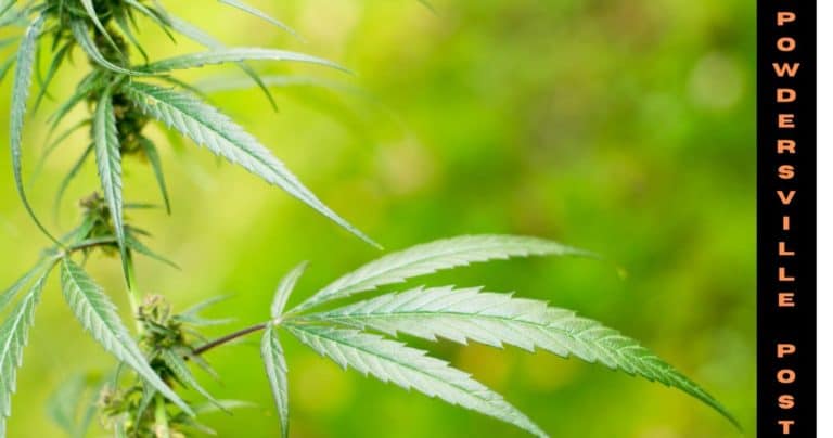 Delta-8-THC, Is A New Cannabis Trend On The Block
