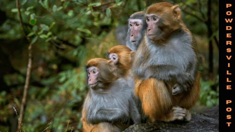 Everything To Know About The Sufferance Of The Monkeys!