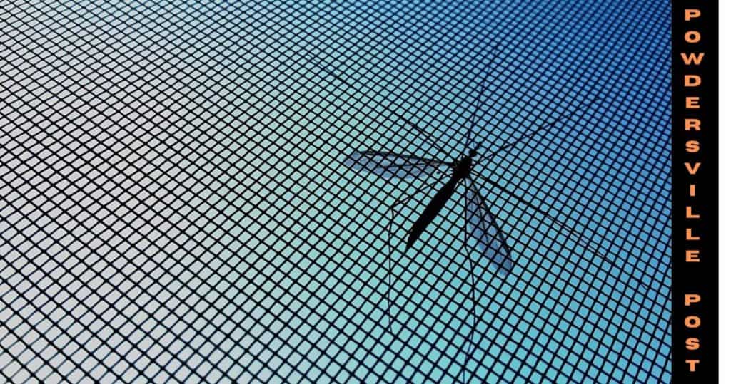 Inexpensive Mosquito Nets Prevent 40% of Child Deaths From Malaria 