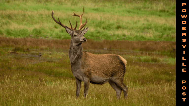 Omicron Cases Found In Deer Recently In New York