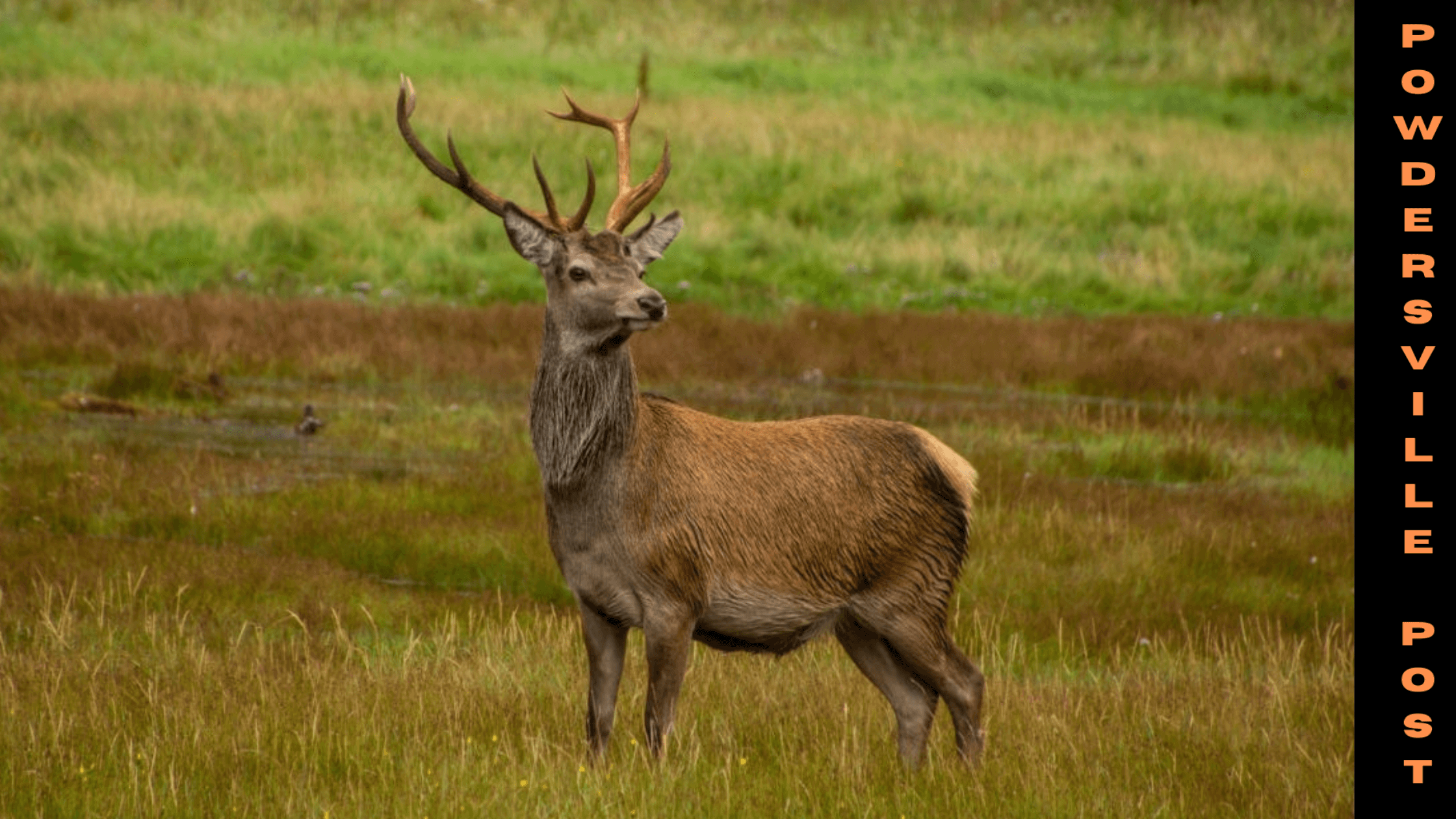 Omicron Cases Found In Deer Recently In New York
