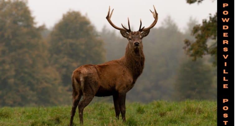 Study- Deers Can Be Infected With The Coronavirus Mutants