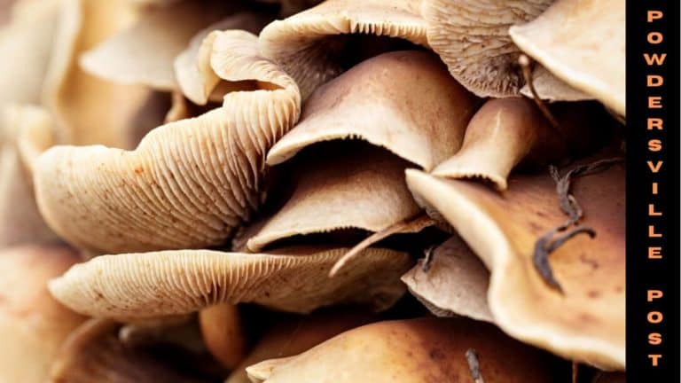 New Study, The Use Of Psilocybin In Treatment Can Cure Depression