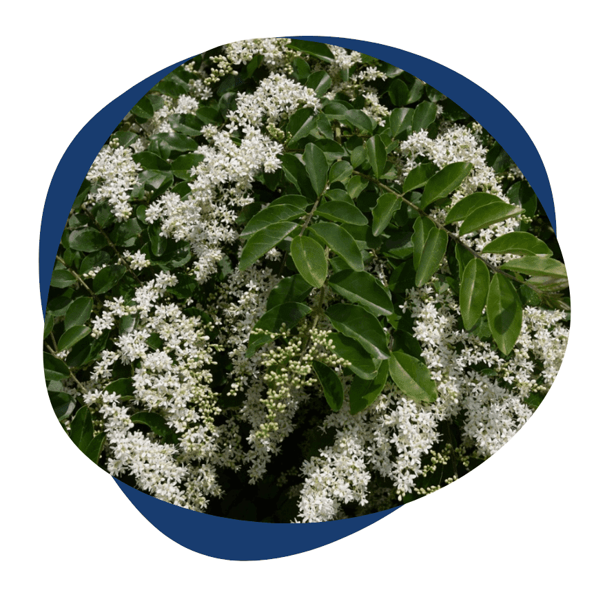 All Night Formula Ingredient Ligustrum