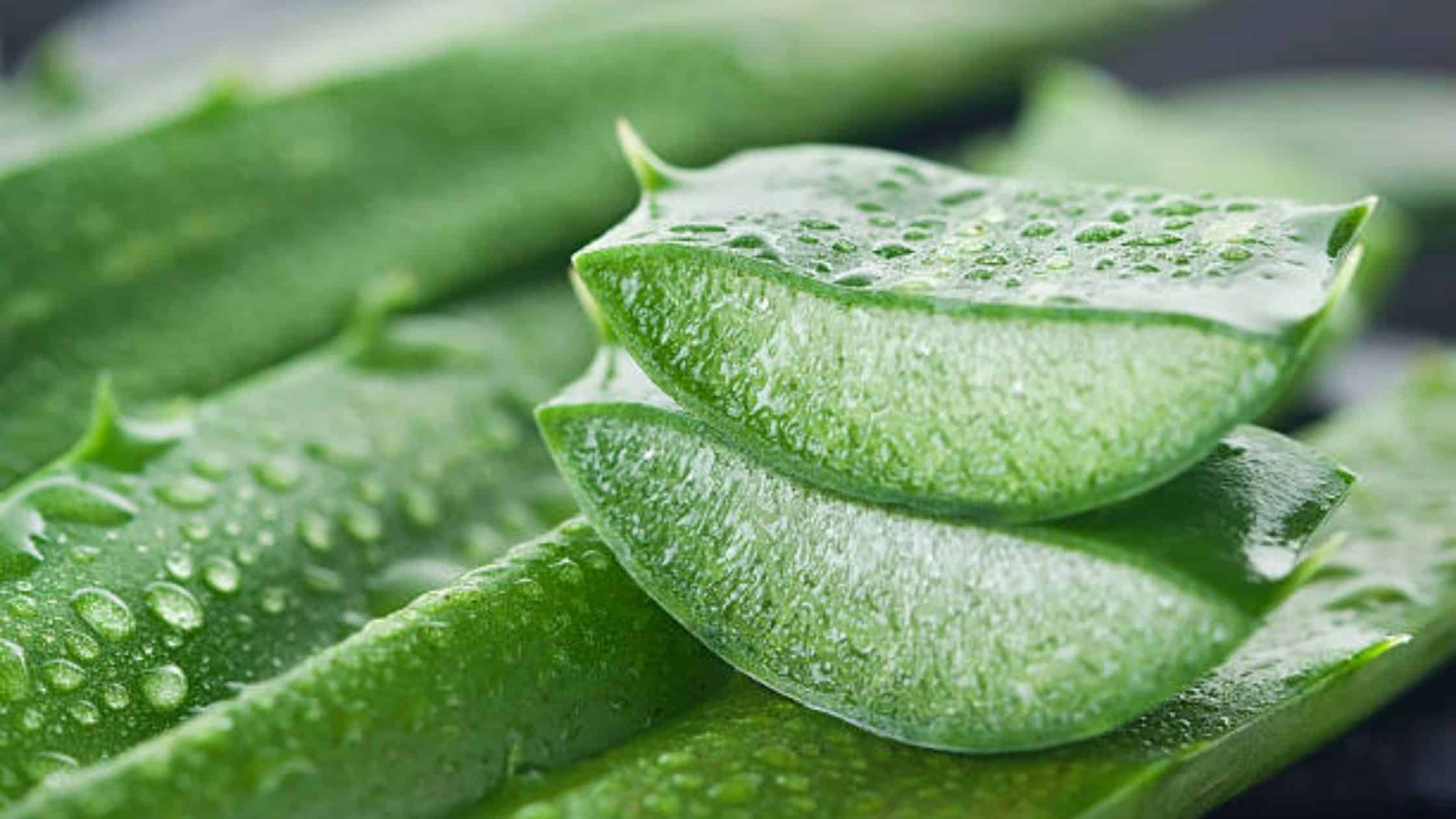 RevitaNu Ingredient - Aloe Vera