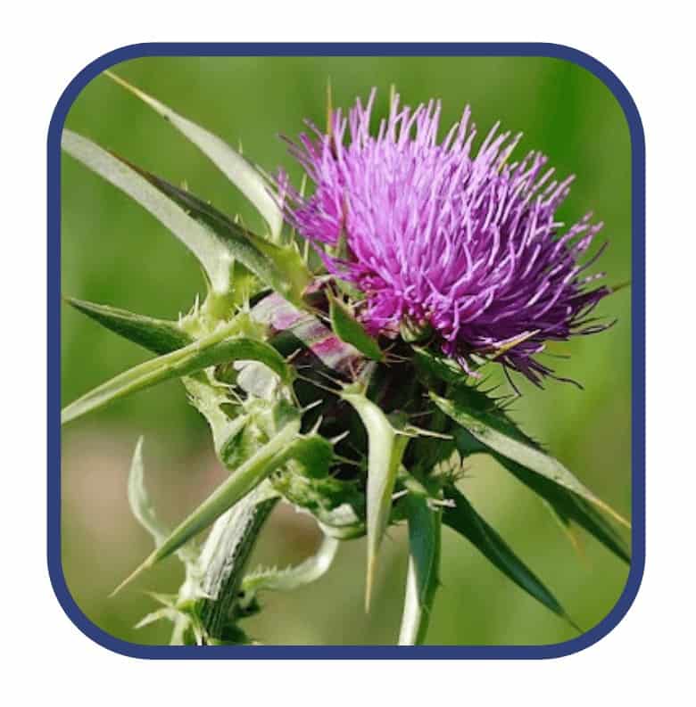 Morning Fat Melter Ingredient Milk Thistle