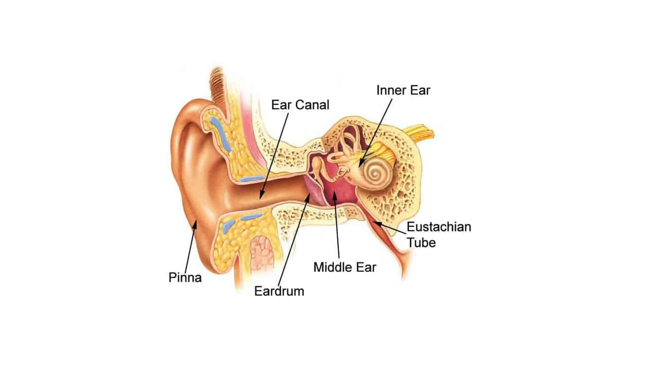 RingHush Ear Health Supplement